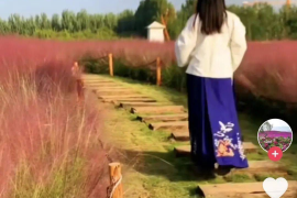 抖音粉黛在哪里？揭开“粉黛”背后的神秘面纱