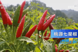 头条怎么刷播放量？掌握这些技巧，让你的视频更火！