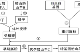 揭秘自然流量暴增的底层逻辑——从算法漏洞到用户心理的全维度拆解