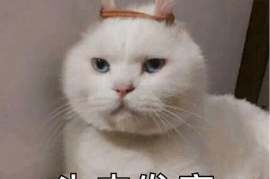 抖音憨厚贴纸在哪里？让你的短视频瞬间萌化！