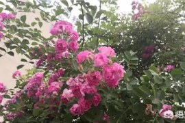 3步快速诊断你的头条账号健康值——深度拆解权重测试方法论