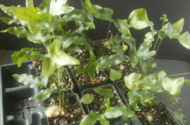 如何下载懂车帝中的视频：轻松掌握下载技巧，随时随地观看心仪内容