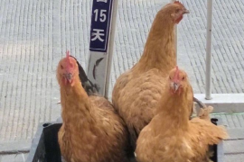 如何用视频号登录腾讯，轻松畅享全方位服务