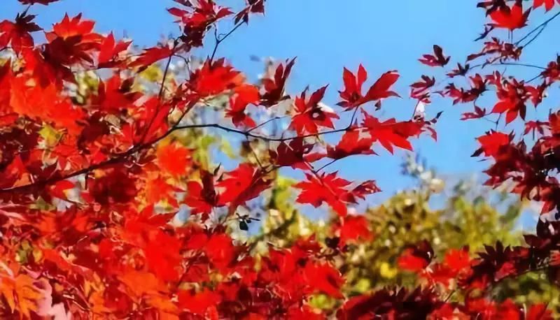枫树阅读公众号——掌上图书馆,您的知识充电站