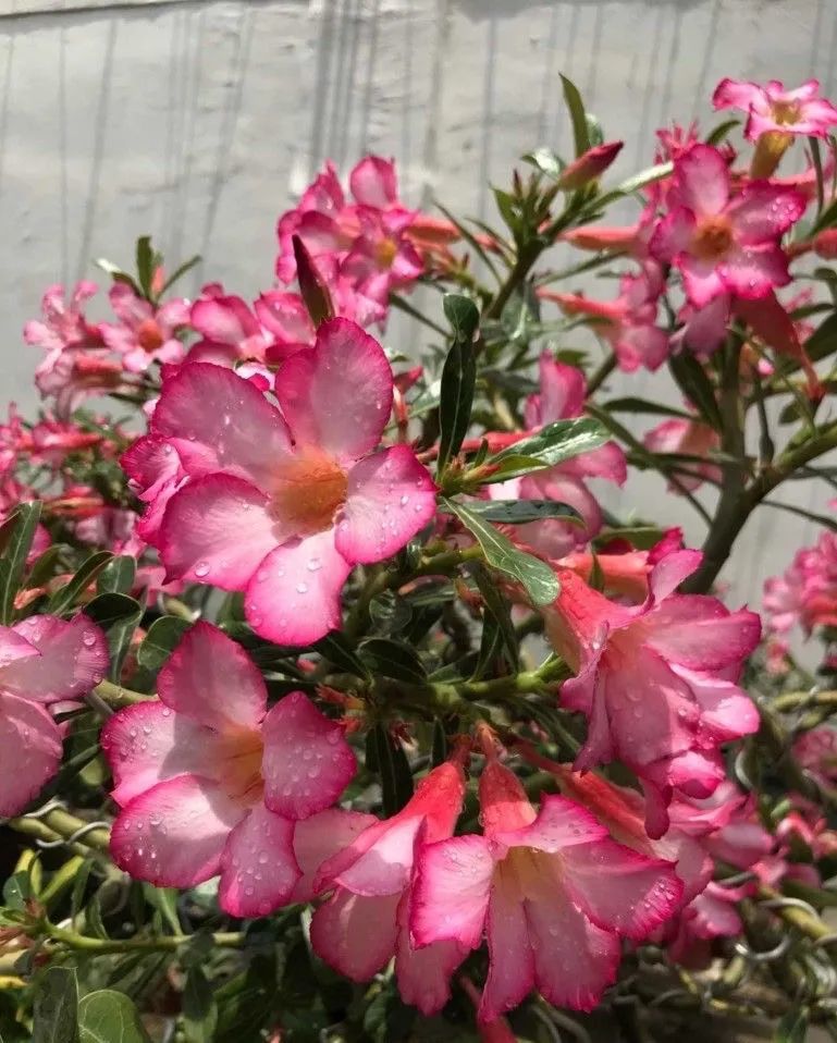 湖远行涨二千万粉丝花了多久?揭秘背后的秘诀