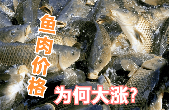 《我的世界》多久能涨粉丝？破解粉丝增长的秘密！