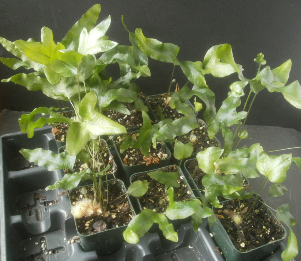 抖音多久能涨一千粉丝?轻松破局的秘密技巧大揭秘