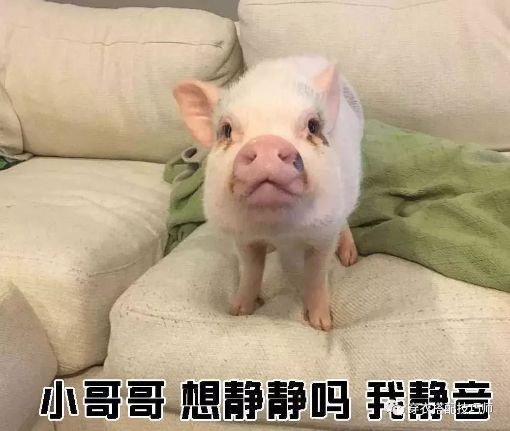 抖音猪猪特效在哪里？教你如何轻松打造爆款视频
