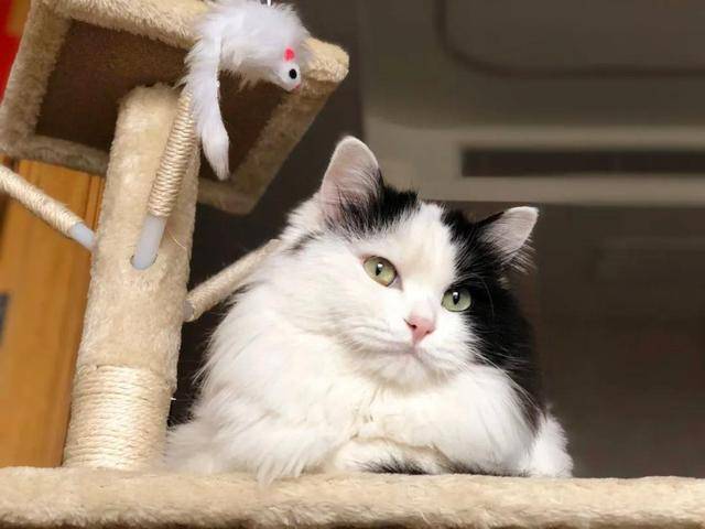 拍猫涨一千粉丝要多久?揭秘猫咪社交媒体红人的成长之路