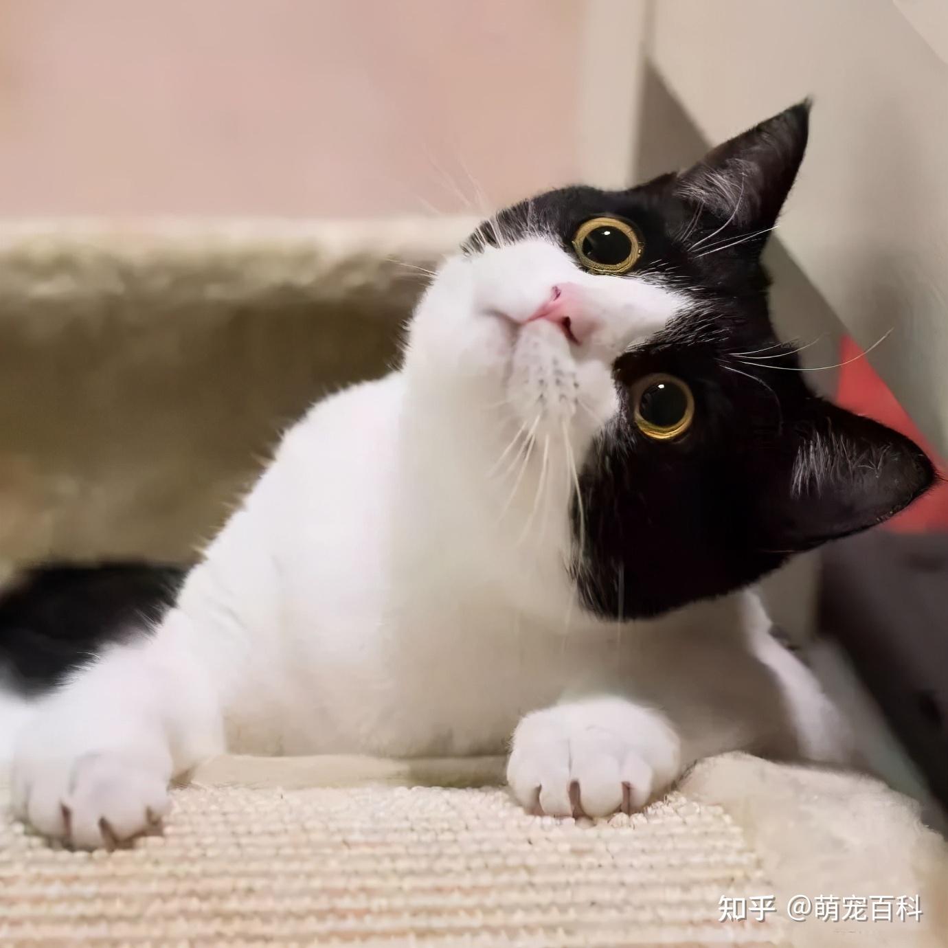 拍猫涨一千粉丝要多久?揭秘猫咪社交媒体红人的成长之路
