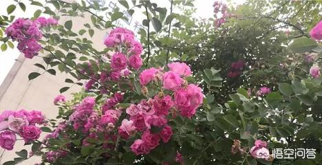 3步快速诊断你的头条账号健康值——深度拆解权重测试方法论