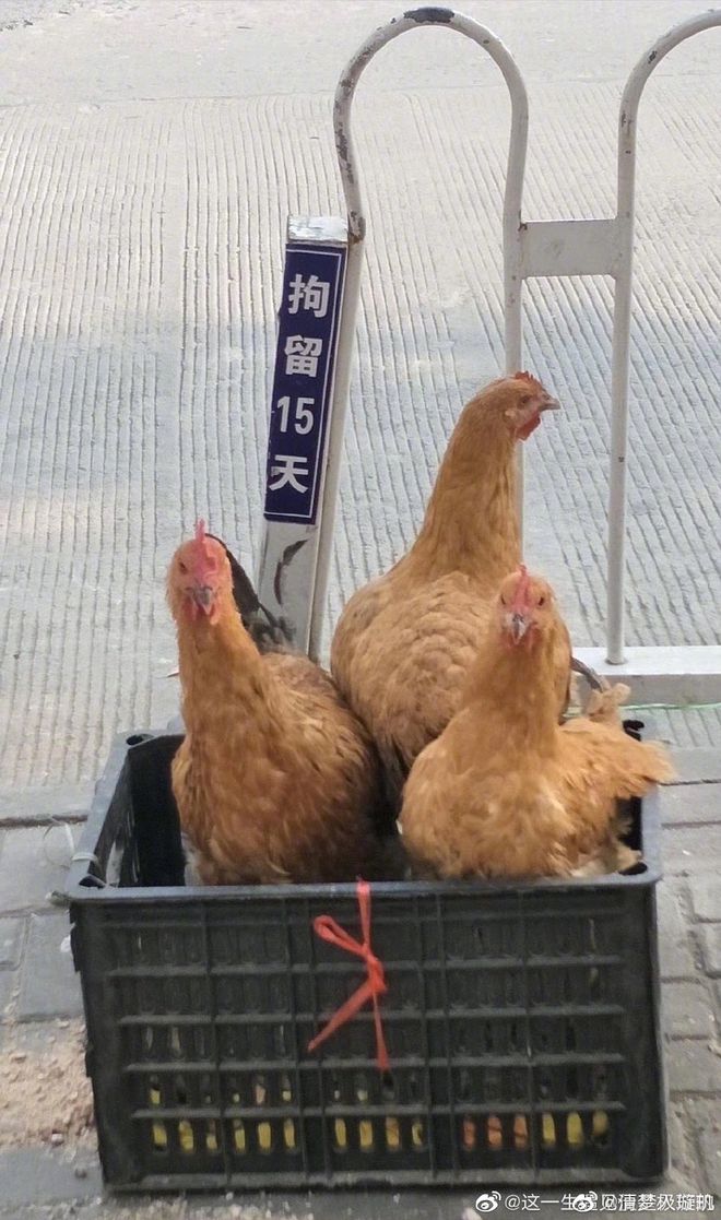 视频号如何提升账号权重？助你轻松突破流量瓶颈！